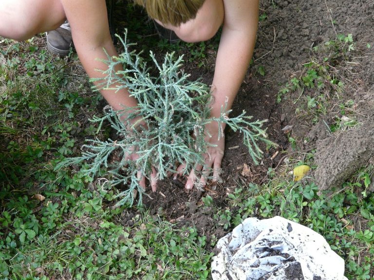 gardener, gardening, garden