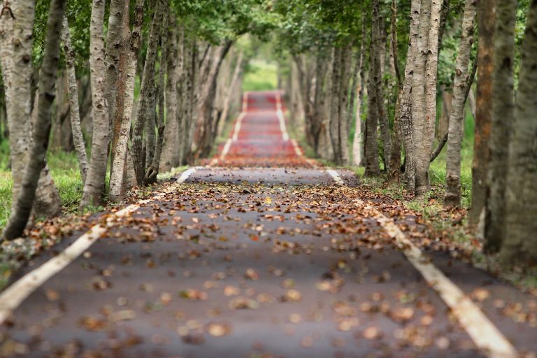 avenue, trees, road